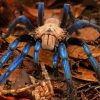 Blue Tarantula Diamond Painting