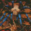 Blue Tarantula Diamond Painting