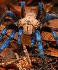 Blue Tarantula Diamond Painting