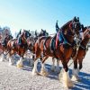 Budweiser Clydesdales Diamond Painting