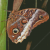 Butterfly Caligo Owl Diamond Painting