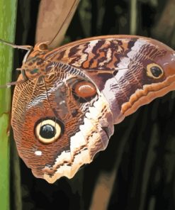 Butterfly Caligo Owl Diamond Painting