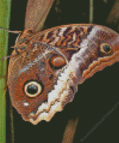 Butterfly Caligo Owl Diamond Painting