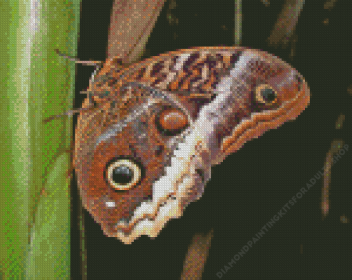 Butterfly Caligo Owl Diamond Painting