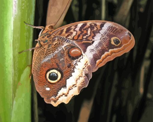 Butterfly Caligo Owl Diamond Painting