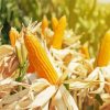 Corn Field Diamond Painting