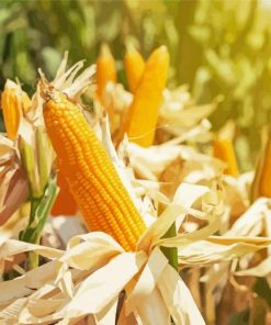 Corn Field Diamond Painting