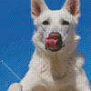 Cute American White Shepherd Diamond Painting