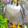 Cute Falcon Bird Diamond Painting