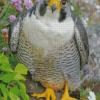 Cute Falcon Bird Diamond Painting