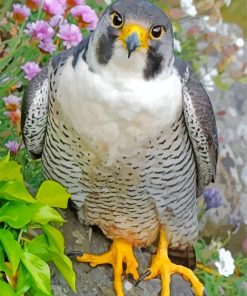 Cute Falcon Bird Diamond Painting