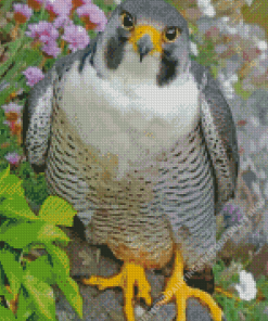 Cute Falcon Bird Diamond Painting