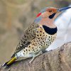 Cute Northern Flicker Diamond Painting