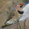 Cute Northern Flicker Diamond Painting