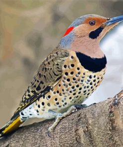 Cute Northern Flicker Diamond Painting