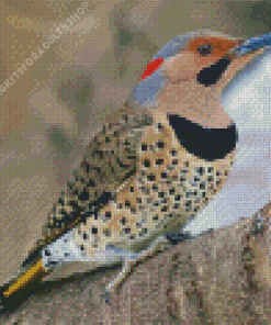 Cute Northern Flicker Diamond Painting