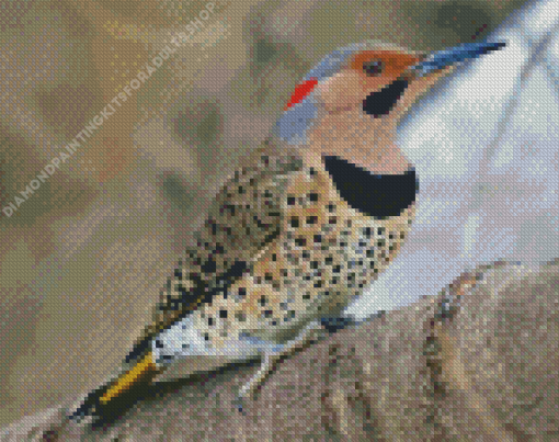 Cute Northern Flicker Diamond Painting