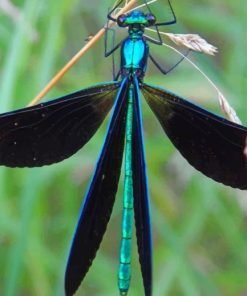 Dragonfly Diamond Painting