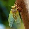 Green Cicada Insect Diamond Painting