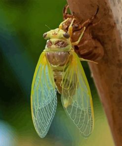 Green Cicada Insect Diamond Painting