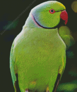 Green Kakariki Bird Diamond Painting