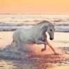 Horse Running At Beach Diamond Painting