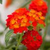 Lantana Flowering Plant Diamond Painting