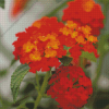 Lantana Flowering Plant Diamond Painting