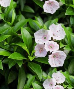 Mountain Laurel Plant Diamond Painting