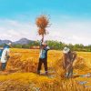 Paddy Field Art Diamond Painting