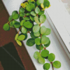 Peperomia Hope Plant Diamond Painting