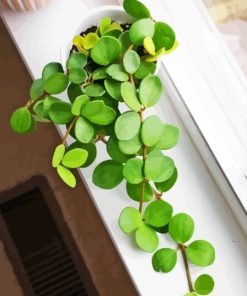 Peperomia Hope Plant Diamond Painting