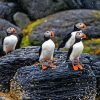 Puffins On Rocks In Rain Diamond Painting