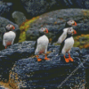 Puffins On Rocks In Rain Diamond Painting