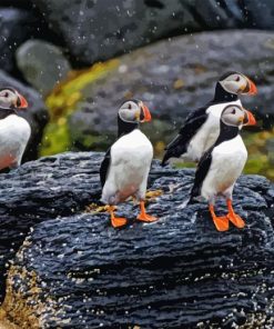 Puffins On Rocks In Rain Diamond Painting