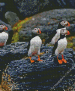 Puffins On Rocks In Rain Diamond Painting