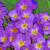 Purple Primroses Diamond Painting