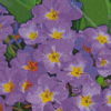 Purple Primroses Diamond Painting