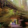 Redwood National State Parks California Diamond Painting