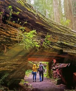 Redwood National State Parks California Diamond Painting