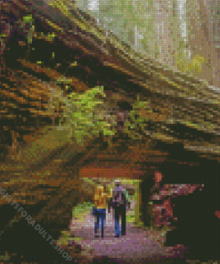 Redwood National State Parks California Diamond Painting