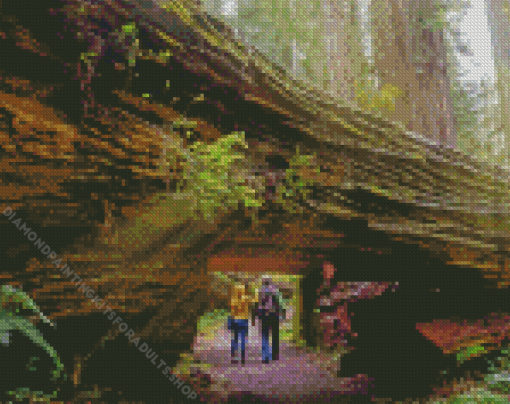 Redwood National State Parks California Diamond Painting