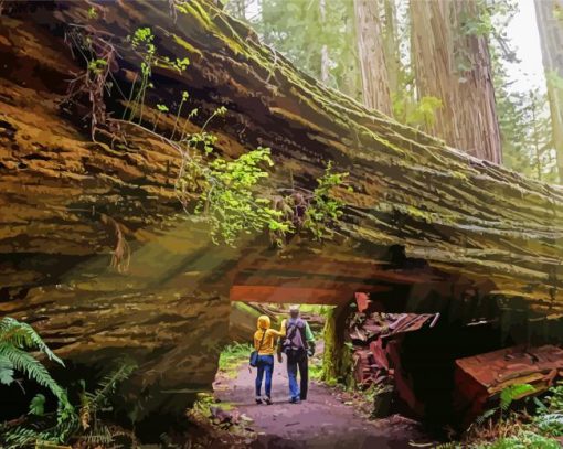 Redwood National State Parks California Diamond Painting