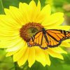 Sunflower With Monarch Butterfly Diamond Painting