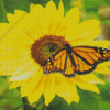 Sunflower With Monarch Butterfly Diamond Painting