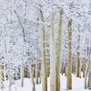 Winter Aspen Trees Landscape Diamond Painting