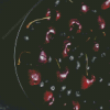 Black Cherry In Bowl Diamond Painting