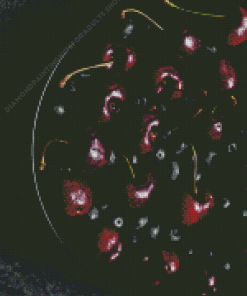 Black Cherry In Bowl Diamond Painting