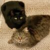 Black And Tabby Cats Diamond Painting