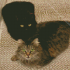 Black And Tabby Cats Diamond Painting